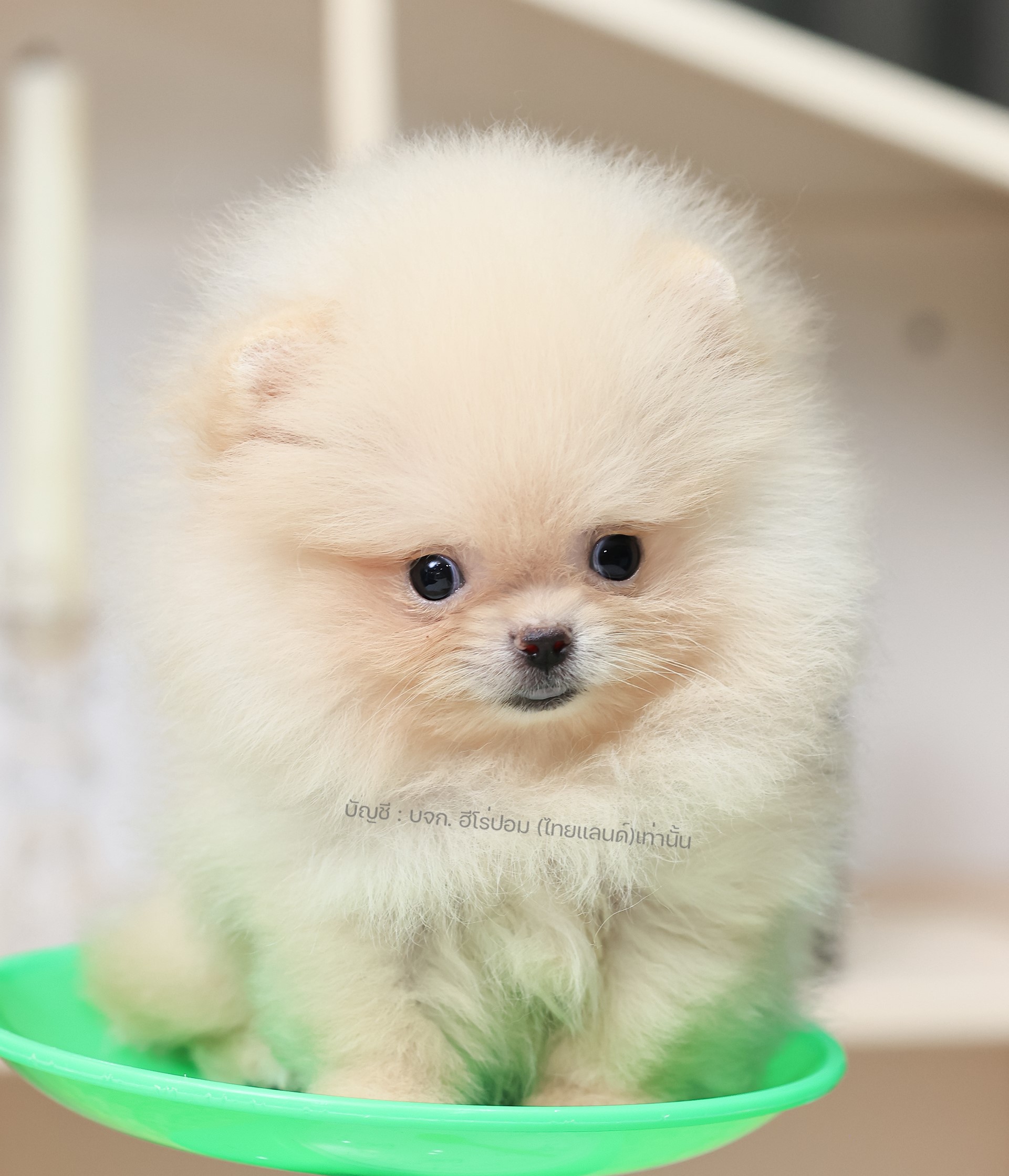 ปอมหน้าหมี ปอมแท้ ปอมเมอเรเนียน HRF-68390 เพศหญิง สีส้ม อายุ 2 เดือน หน้าตาน่ารั...