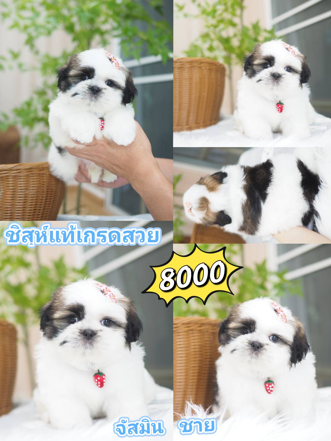 Shihtzu