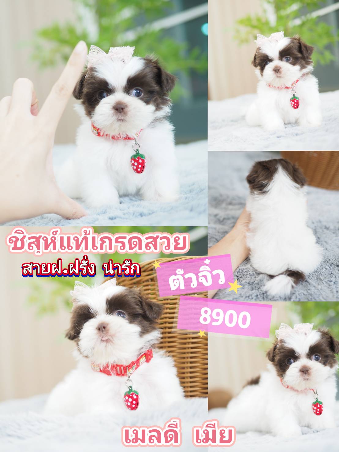 กิ๊ฟซ่า วัชรพล กทม.