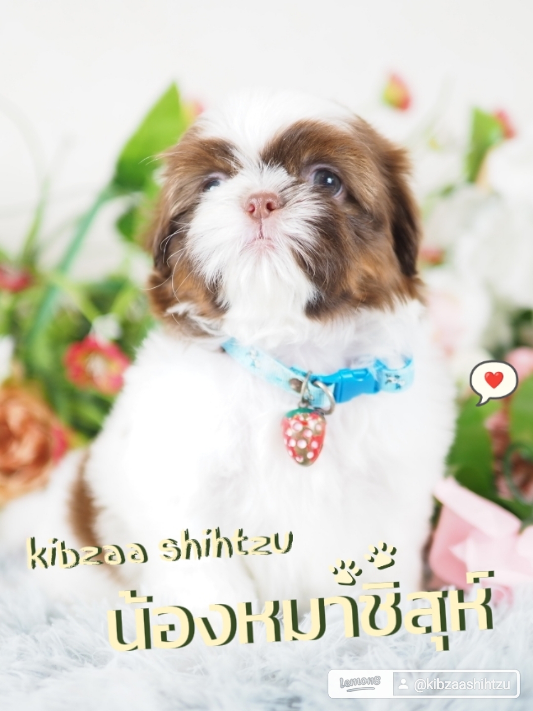 ชิสุห์ สาย ฝ.