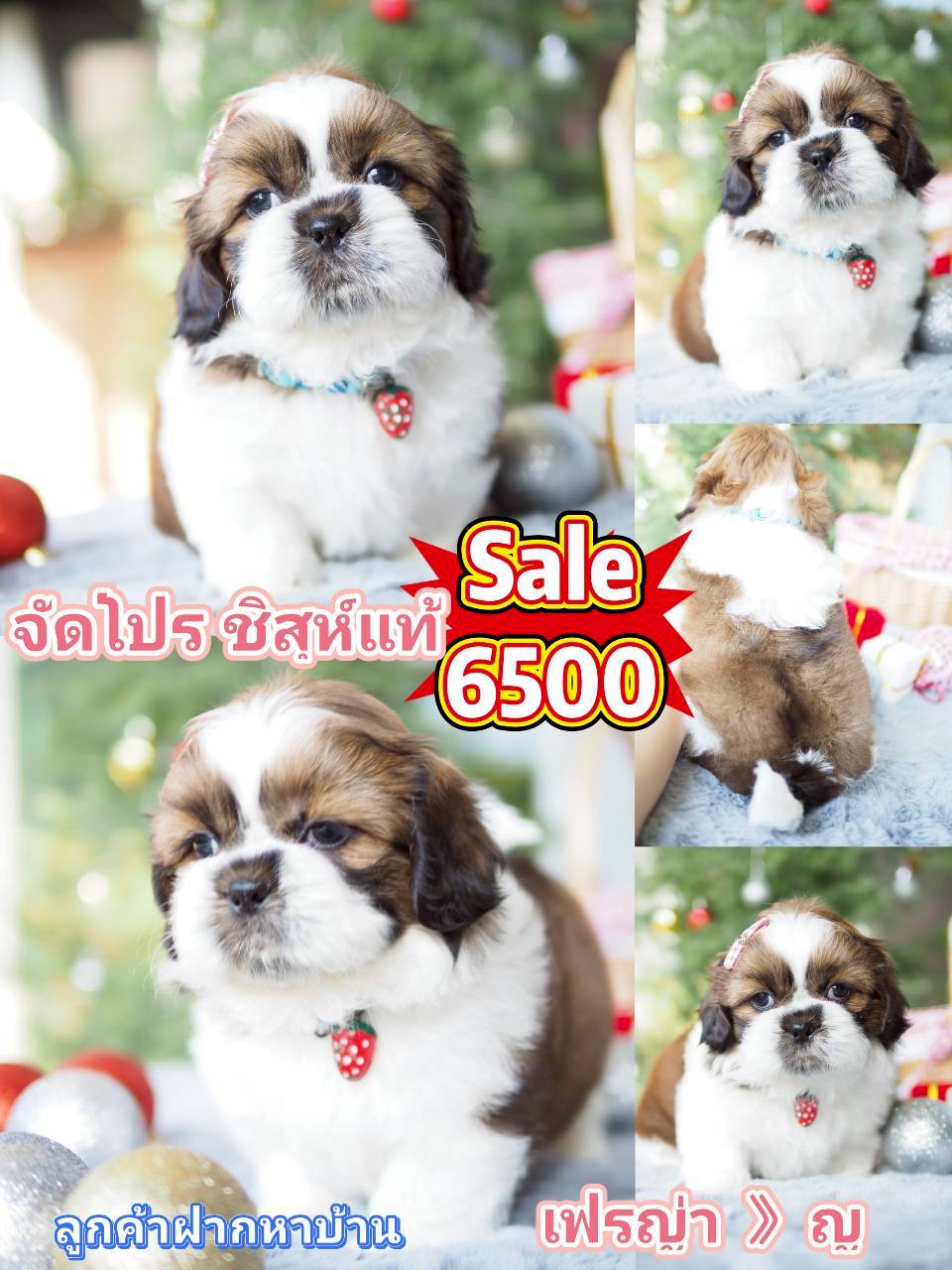 กิ๊ฟซ่า 6500