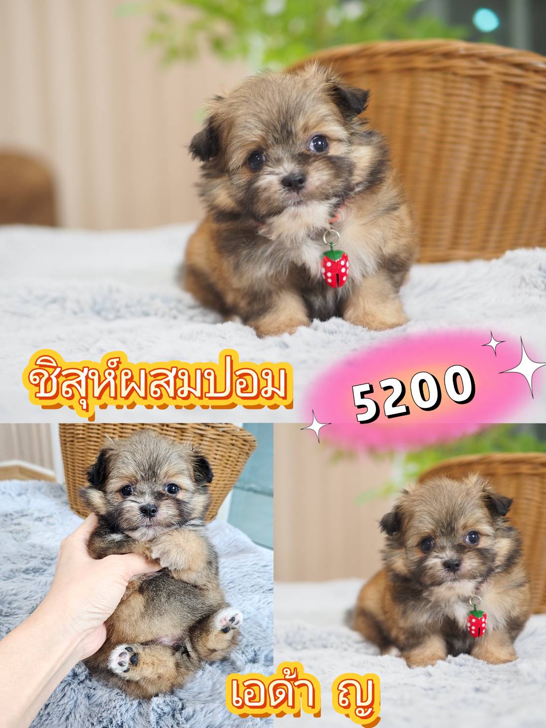 กิ๊ฟซ่า วัชรพล กทม.