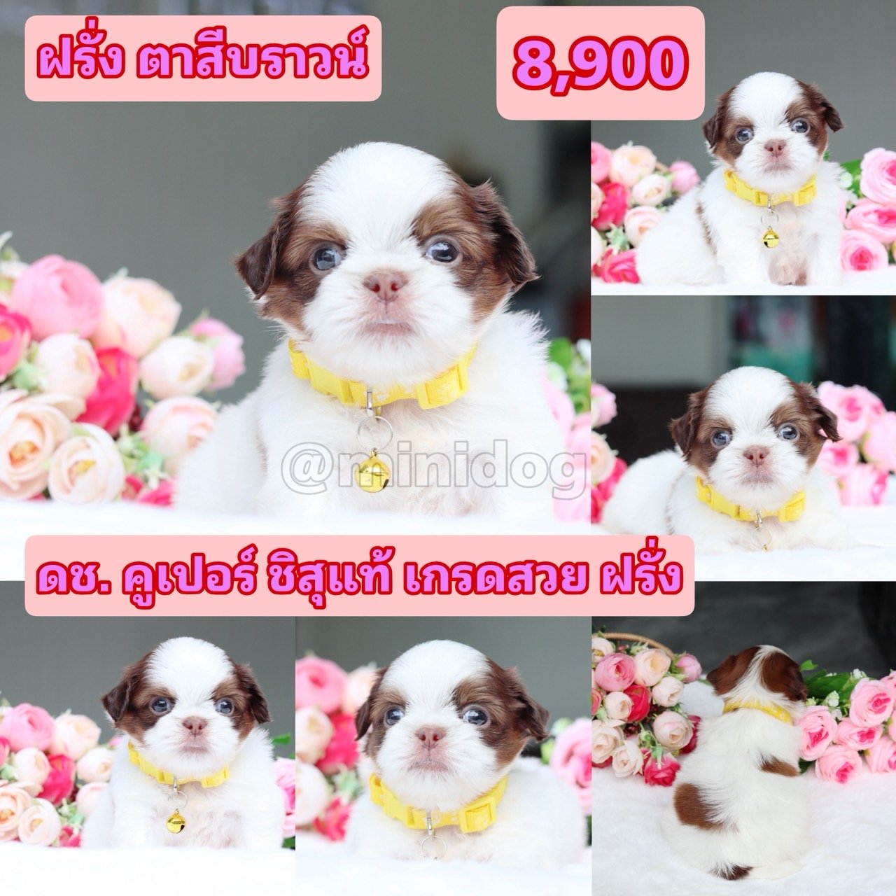 ชิสุแท้เกรดสวย