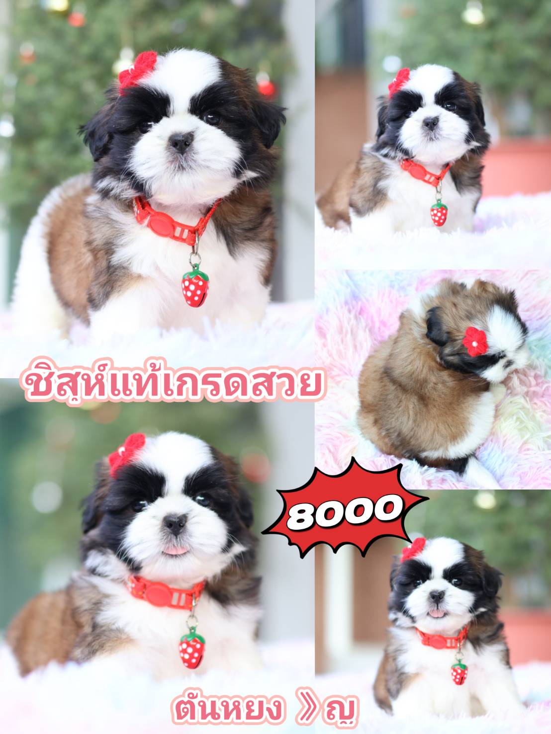Kibzaa shihtzu