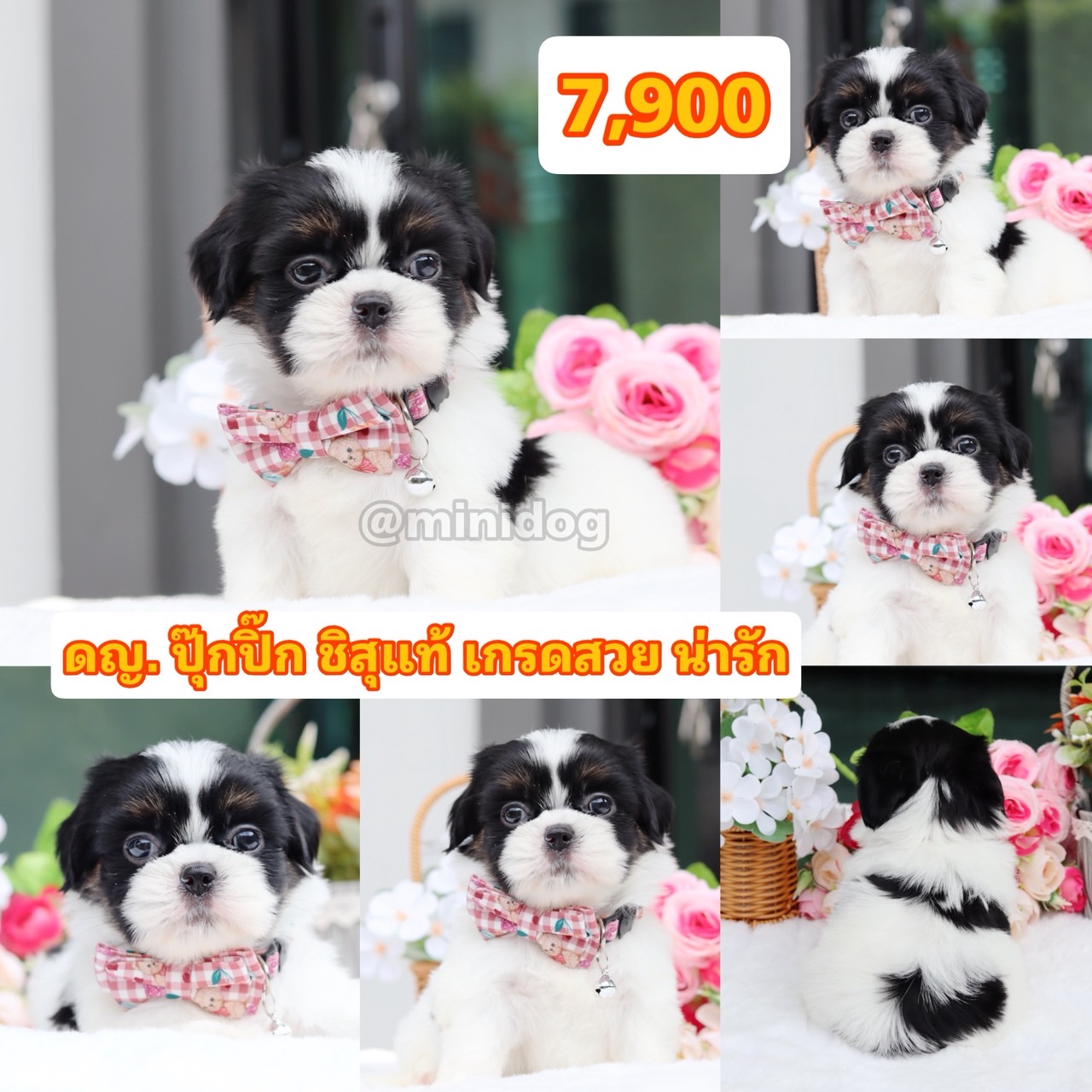 ชิสุแท้เกรดสวย