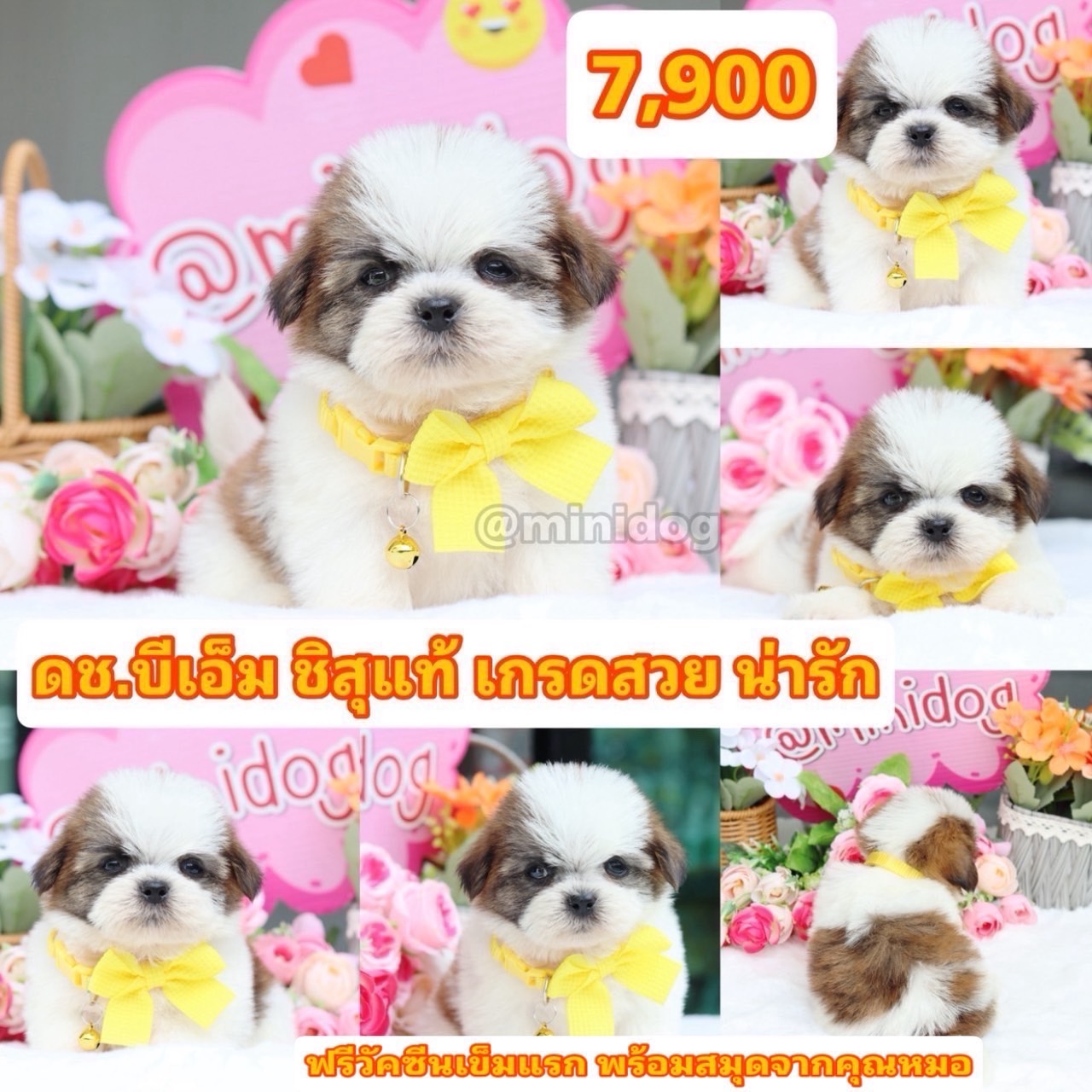 ชิสุแท้เกรดสวย