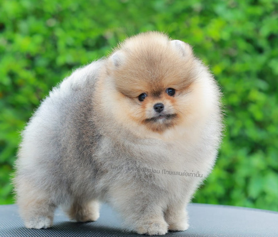 ปอมแท้ ปอมหน้าสั้น HRM-89138 เพศชาย สีส้ม หนุ่มฮอต หน้าตาน่ารัก น่าเอ็นดูมาก ๆ แ...