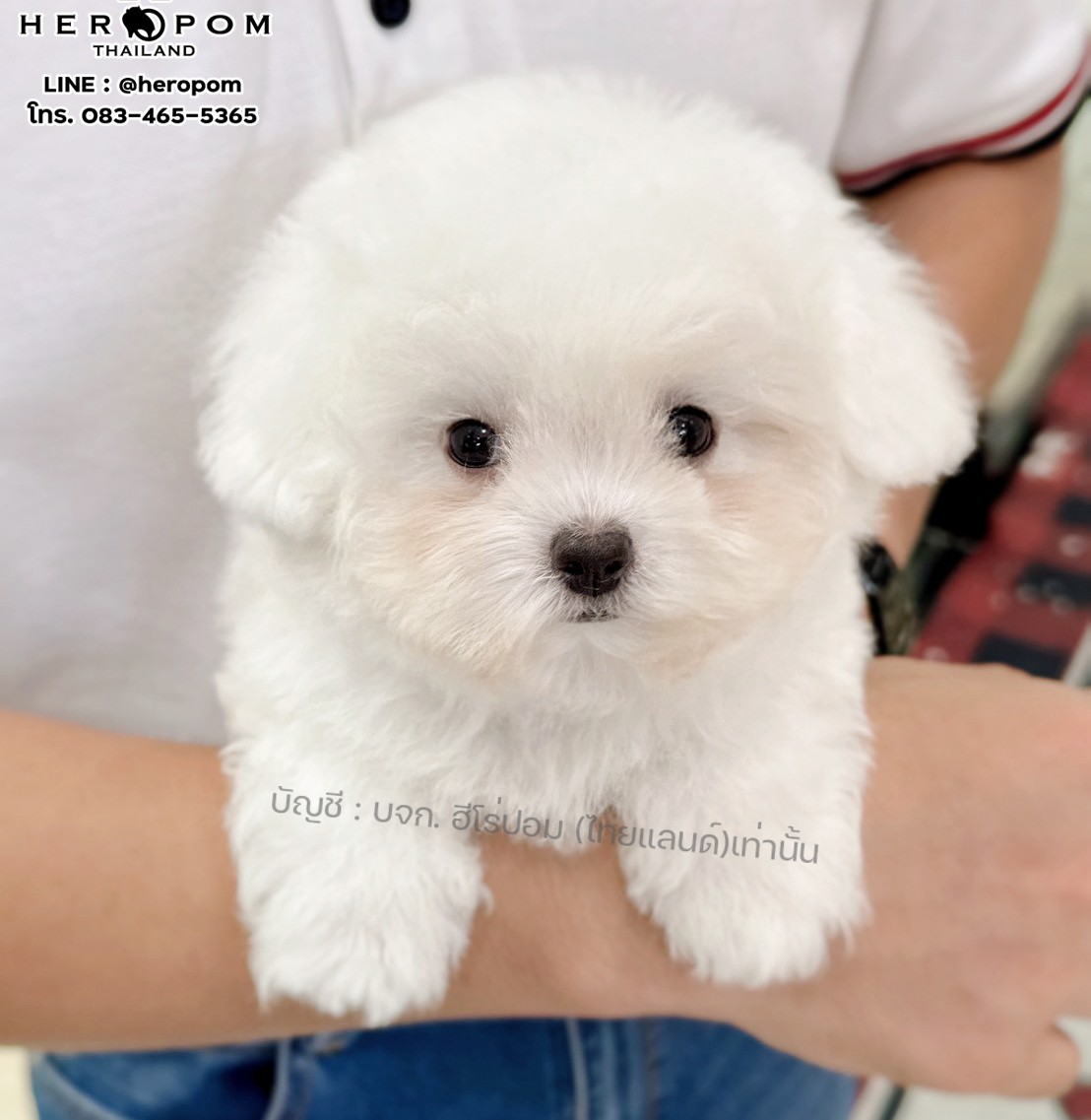 มินิบิชอง BCF-10759 เพศหญิง สีขาว สวยหวานลูกคุณ ตัวเล็ก ขนนุ่ม สายเลือดคุณพ่อคุณ...