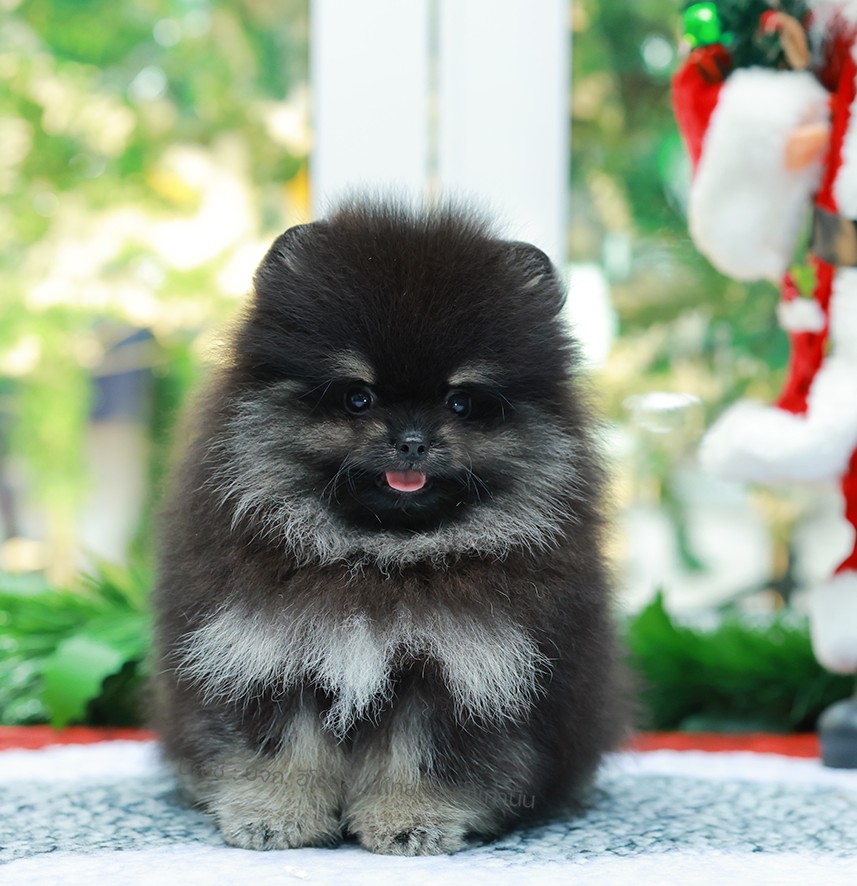 ปอมแท้ ปอมหน้าหมี HRF-10476 เพศหญิง สีแบล็คแทน ตัวจิ๋วตัวเล็ก แก้มอ้วน น่าฟัดมาก...