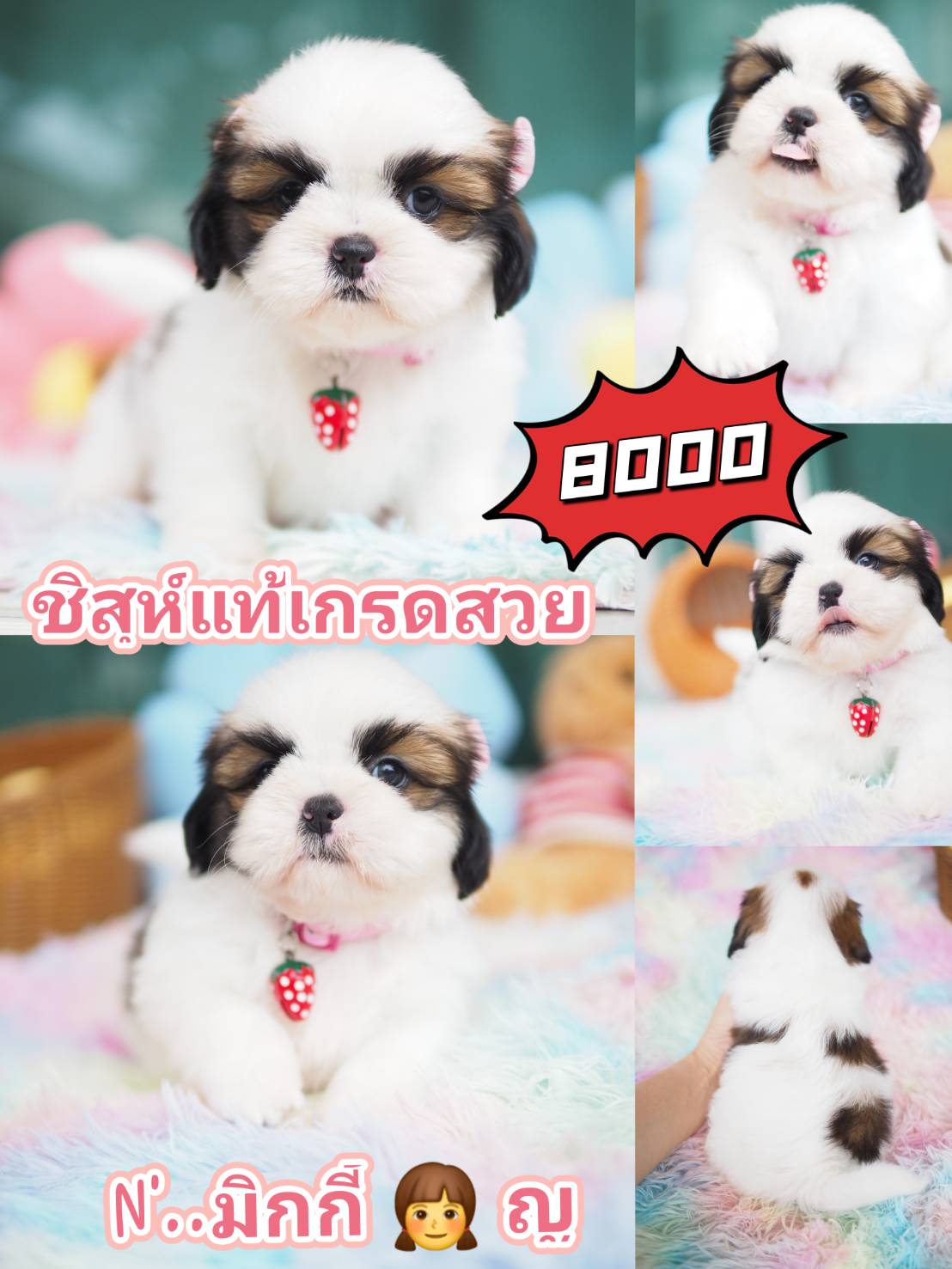 ชิสุ กิ๊ฟซ่า เกรดสวย