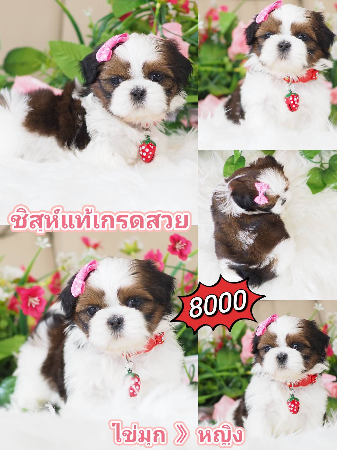 Shihtzu