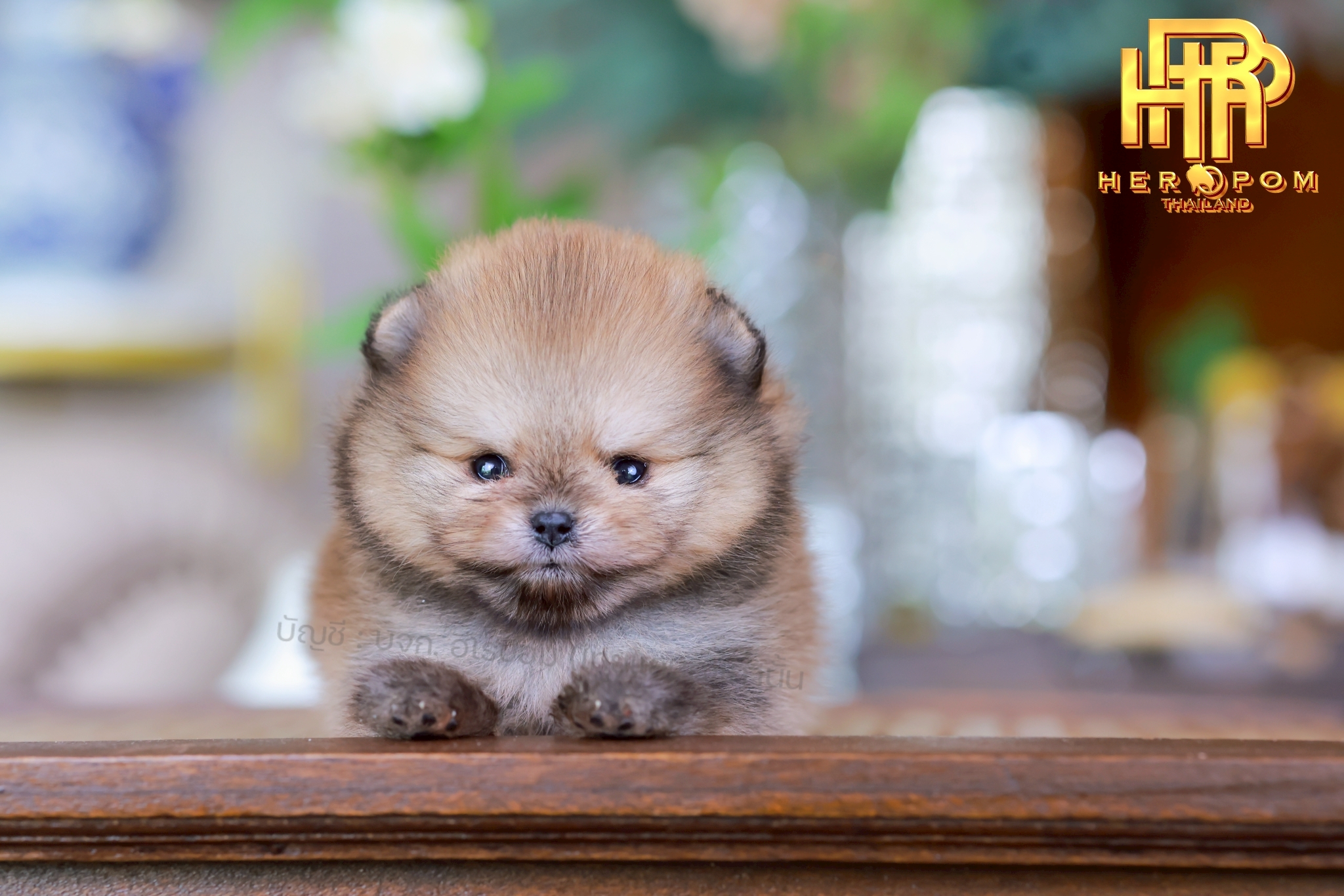 [เปิดจอง] ปอมแท้ ปอมหน้าสั้น HRM-10076 เพศชาย สีส้ม น่ารักมาก ๆ ถ่ายรูปแล้วขึ้นก...