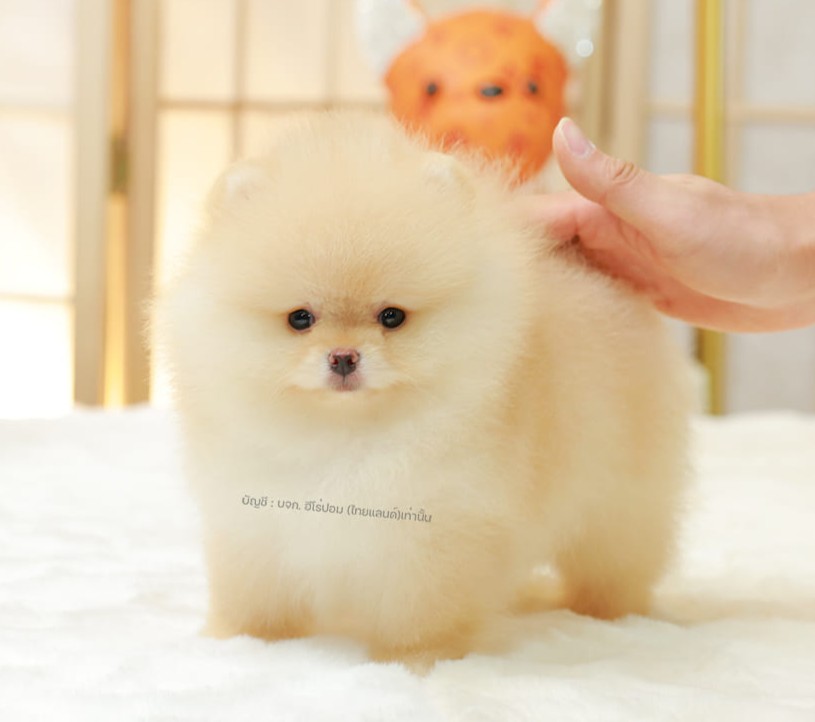 ปอมแท้ ปอมหน้าหมี HRM-89126 เพศชาย สีส้มครีม เจ้าหนูน่ารัก ตัวสั้นขนแน่นมาก หน้า...