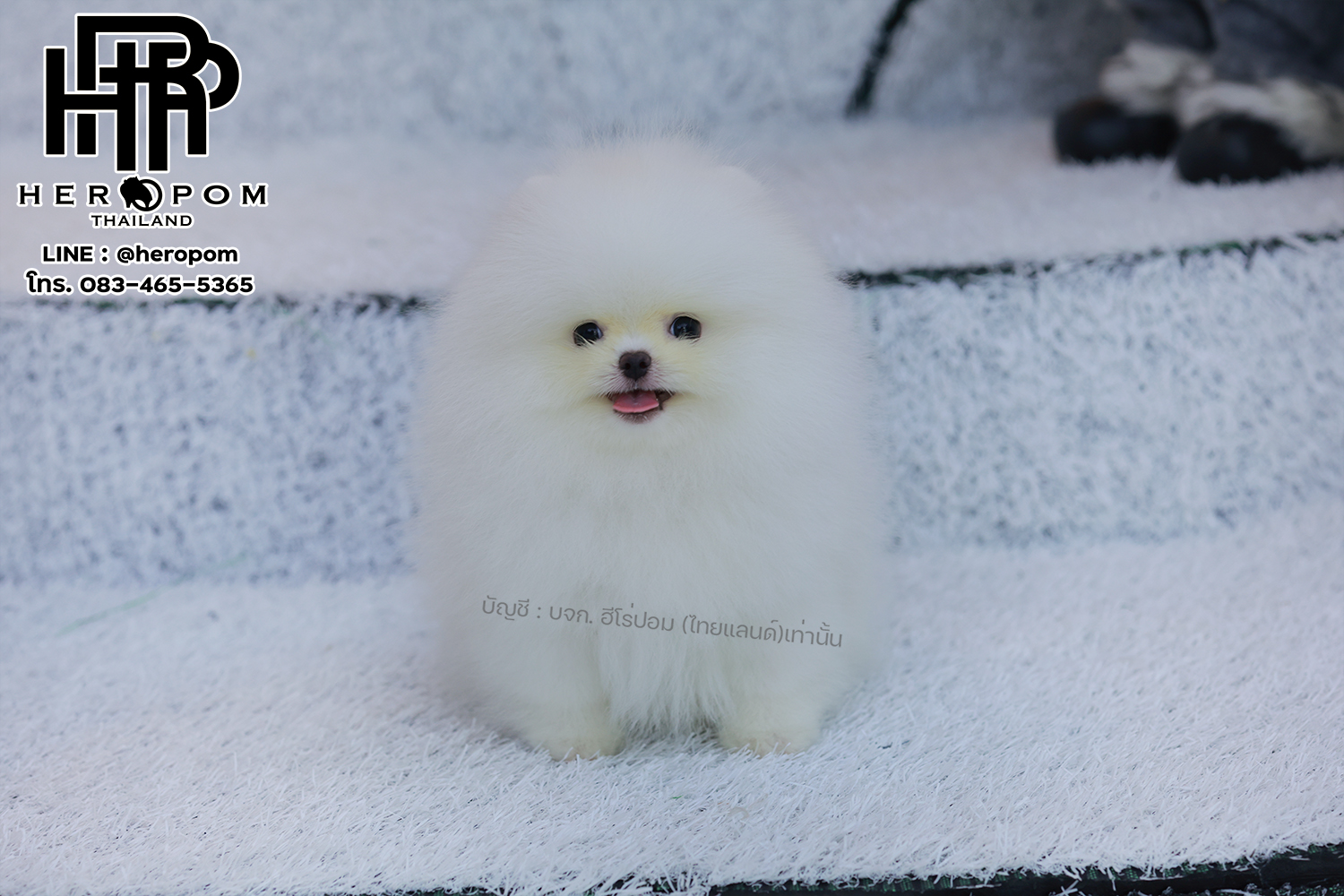 ปอมแท้ ปอมหน้าหมี HRM-10571 เพศชาย สีขาวตัวจิ๋วตัวเล็ก แก้มอ้วน น่าฟัดมาก ๆ ตอนว...