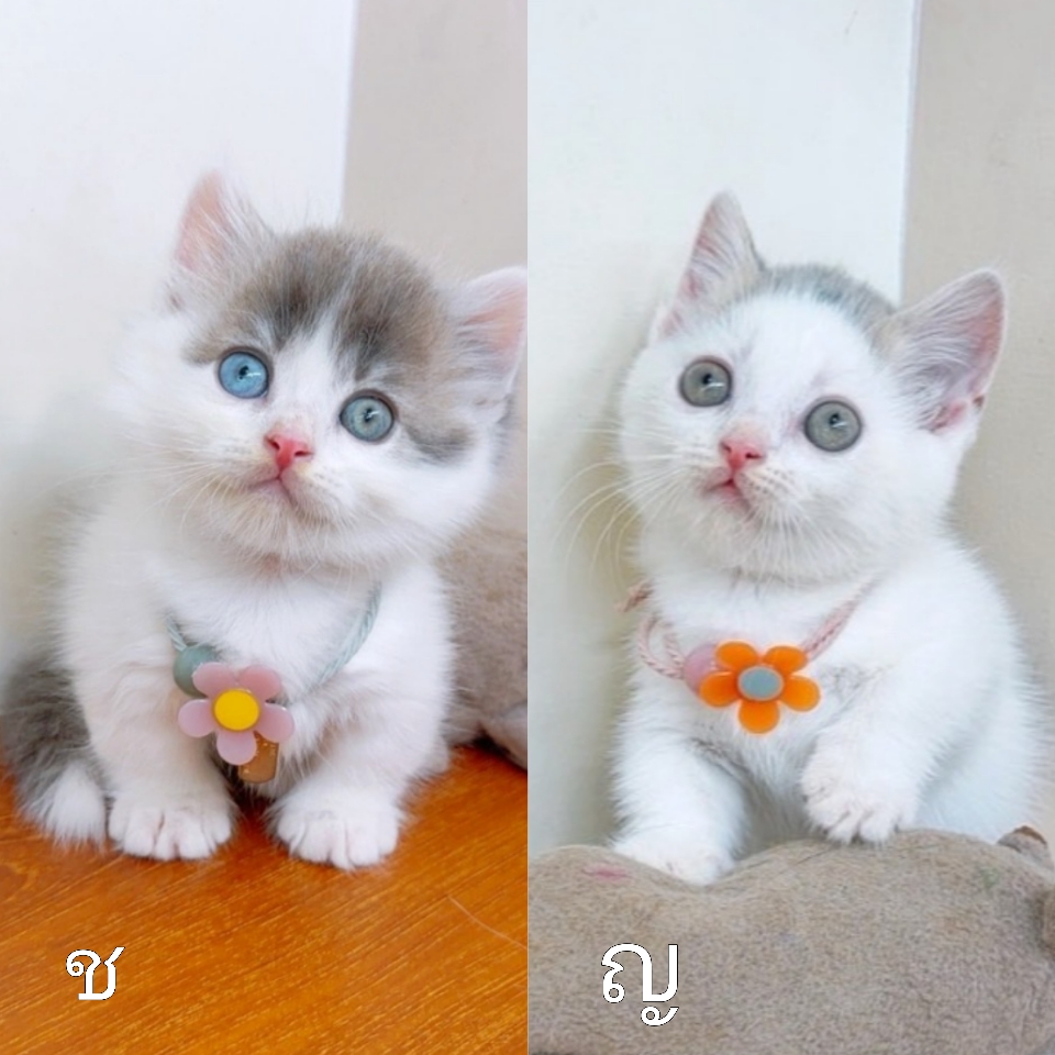 แมวมัชกิ้น แมวขาสั้น คุณภาพ