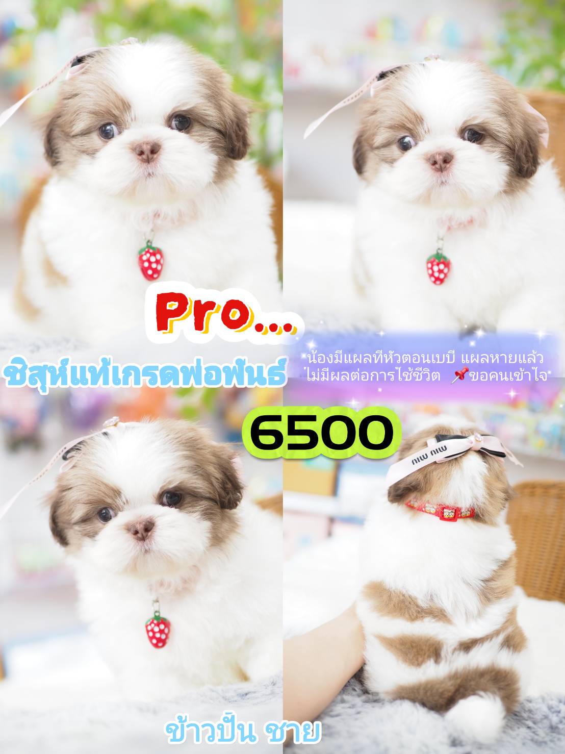 ชิสุห์ 6500