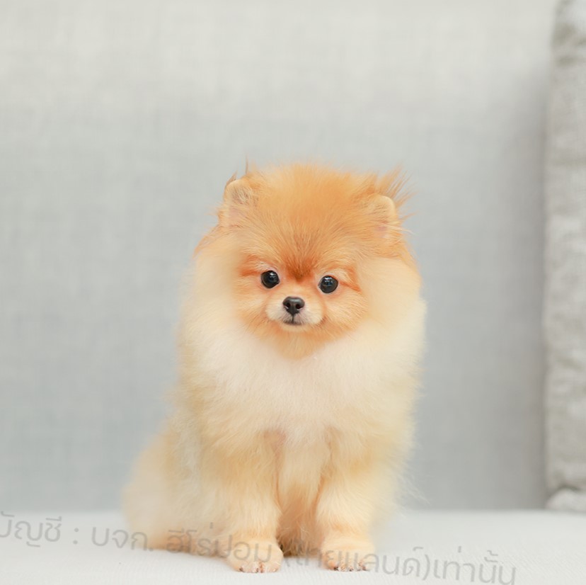 ปอมแท้ ปอมหน้าหมี HRF-10953 เพศหญิง สีส้ม ตัวจิ๋วตัวเล็ก แก้มอ้วน น่าฟัดมาก ๆ ตอ...
