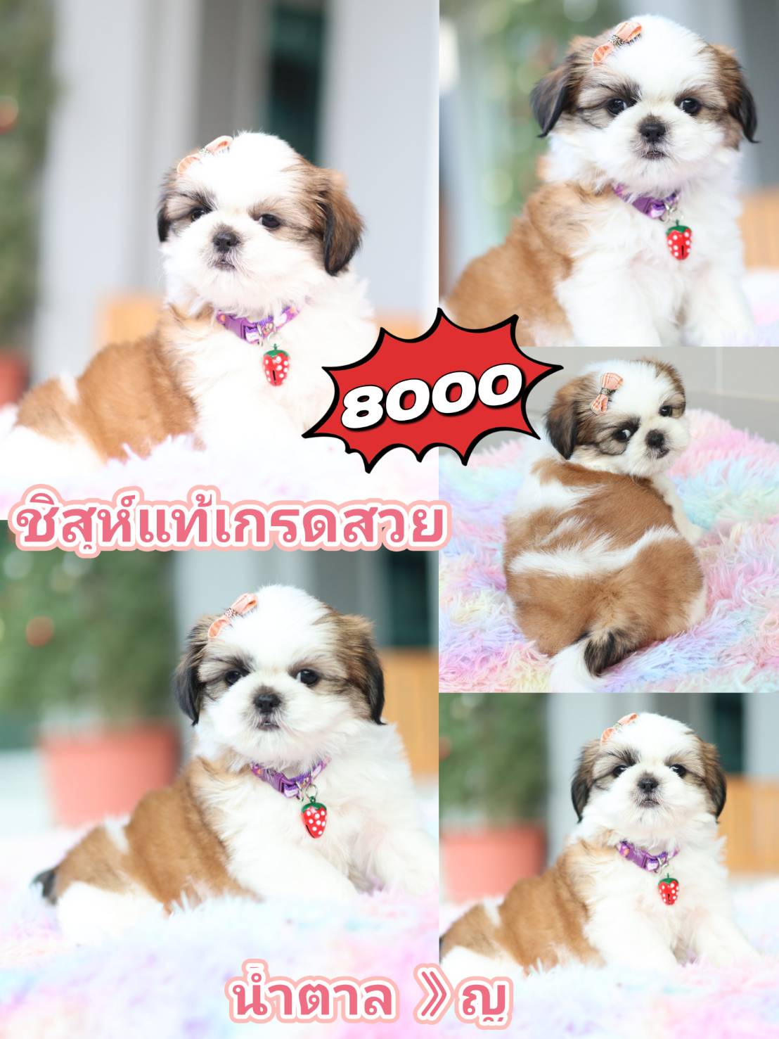 Kibzaa shihtzu