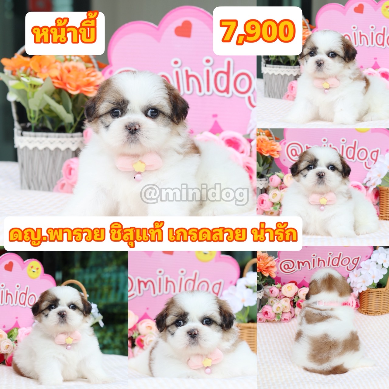 ชิสุแท้เกรดสวย