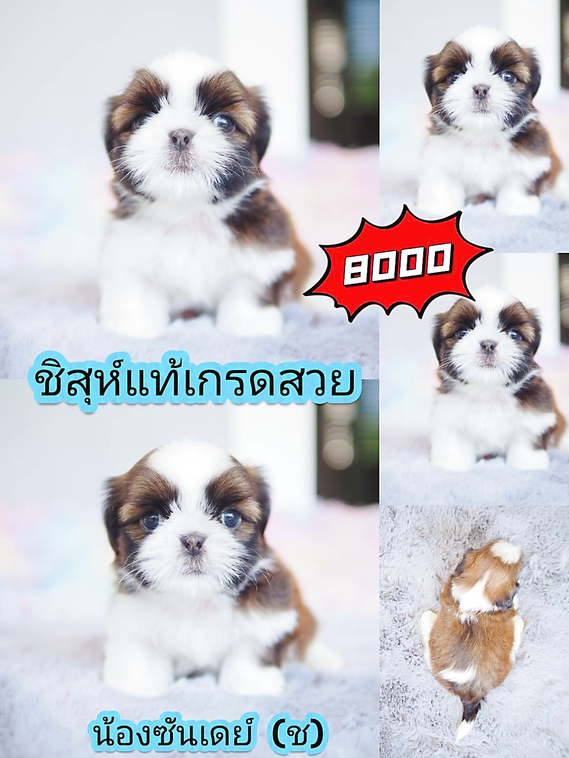 กิ๊ฟซ่า Shihtzu