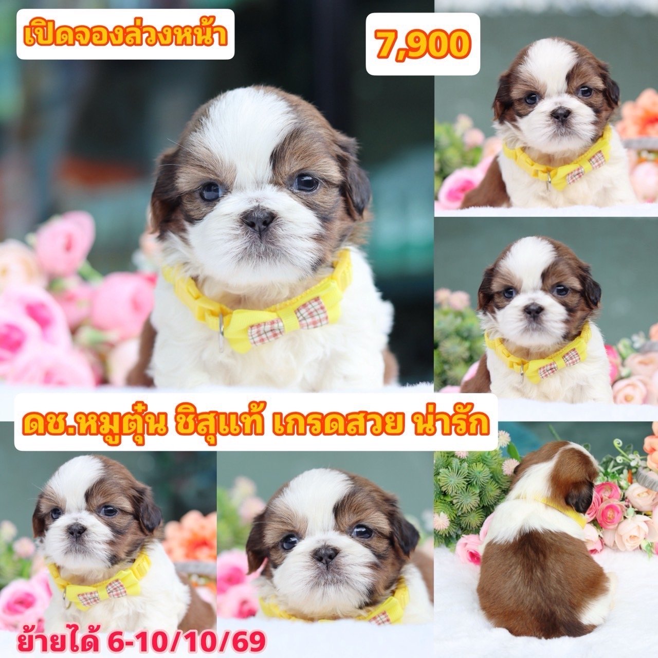 ชิสุแท้เกรดสวย