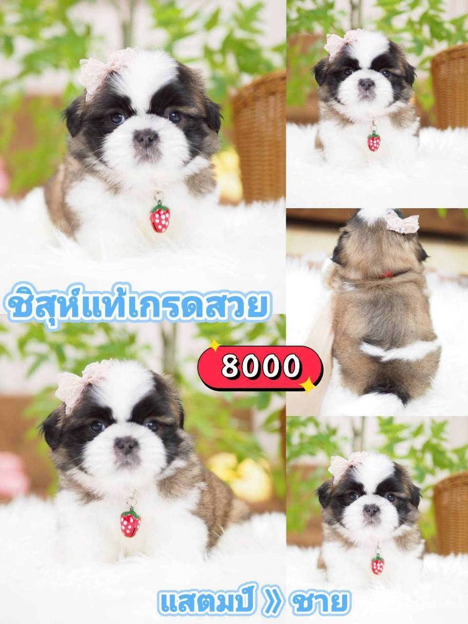 กิ๊ฟซ่าชิสุ ลดได้ จร้า