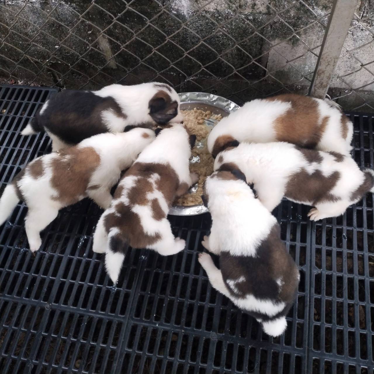 บางแก้วแท้ สายเก่า พ่อแม่ดุ ส่งฟรีกรุงเทพ และใกล้เคียงฉะเชิงเทรา