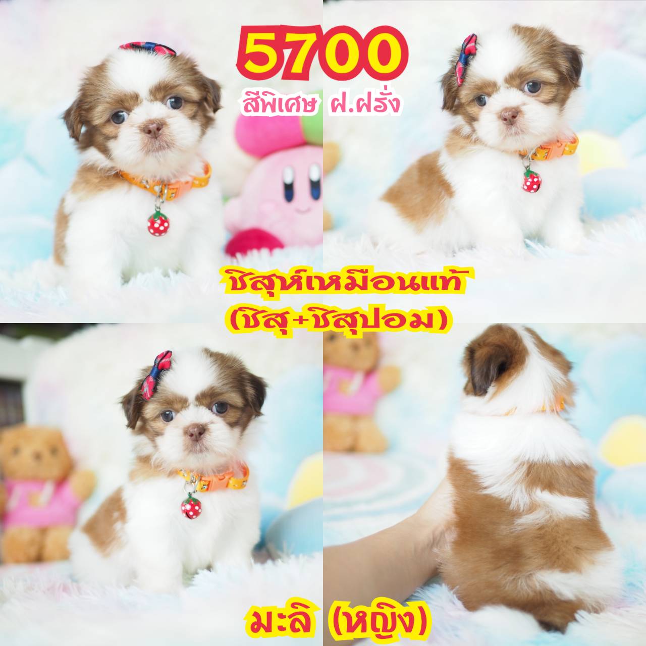 ❤️บ้านกิ๊ฟซ่า มีแต่สวยๆ