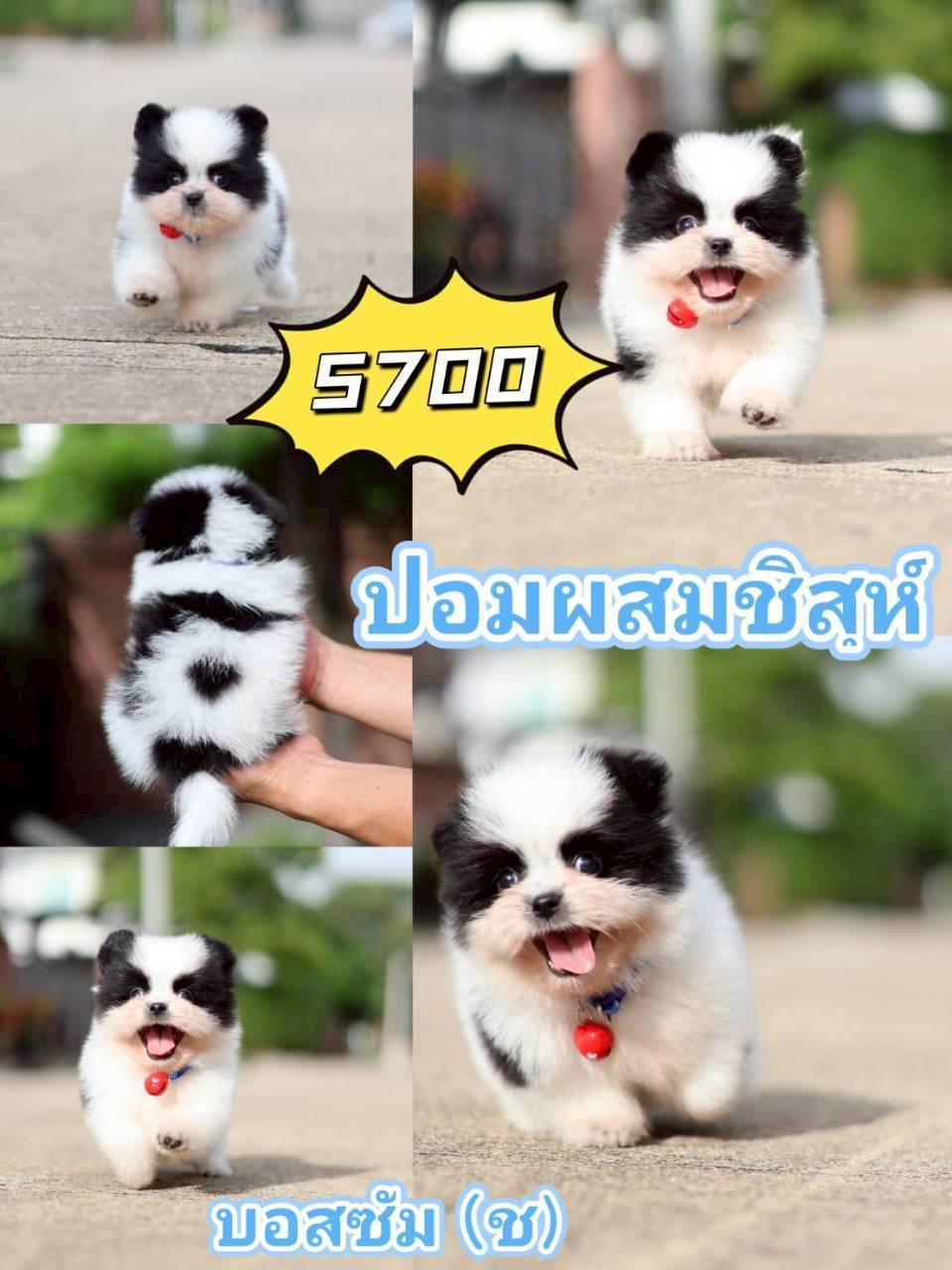 กิ๊ฟซ่าชิสุ