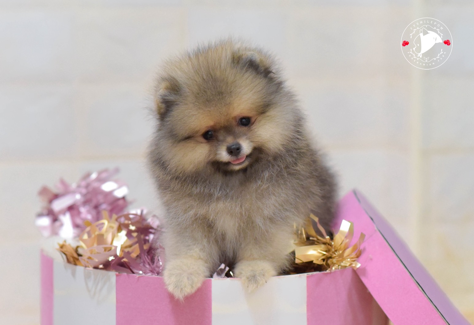 FYsmilepom น้องปอม เพศผู้ หน้าตาน่ารักพร้อมย้ายบ้านค่า 0830777178