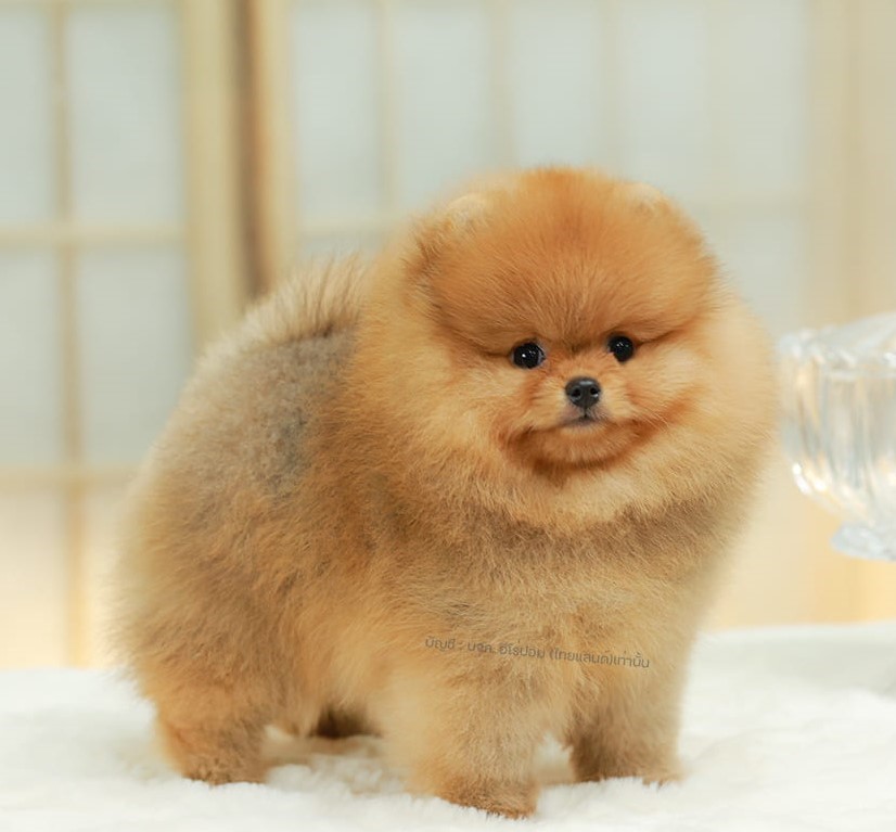 ปอมแท้ ปอมหน้าหมี HRF-89120 เพศหญิง สีส้ม เจ้าหนูน่ารัก ตัวสั้นขนแน่นมาก หน้าตาน...