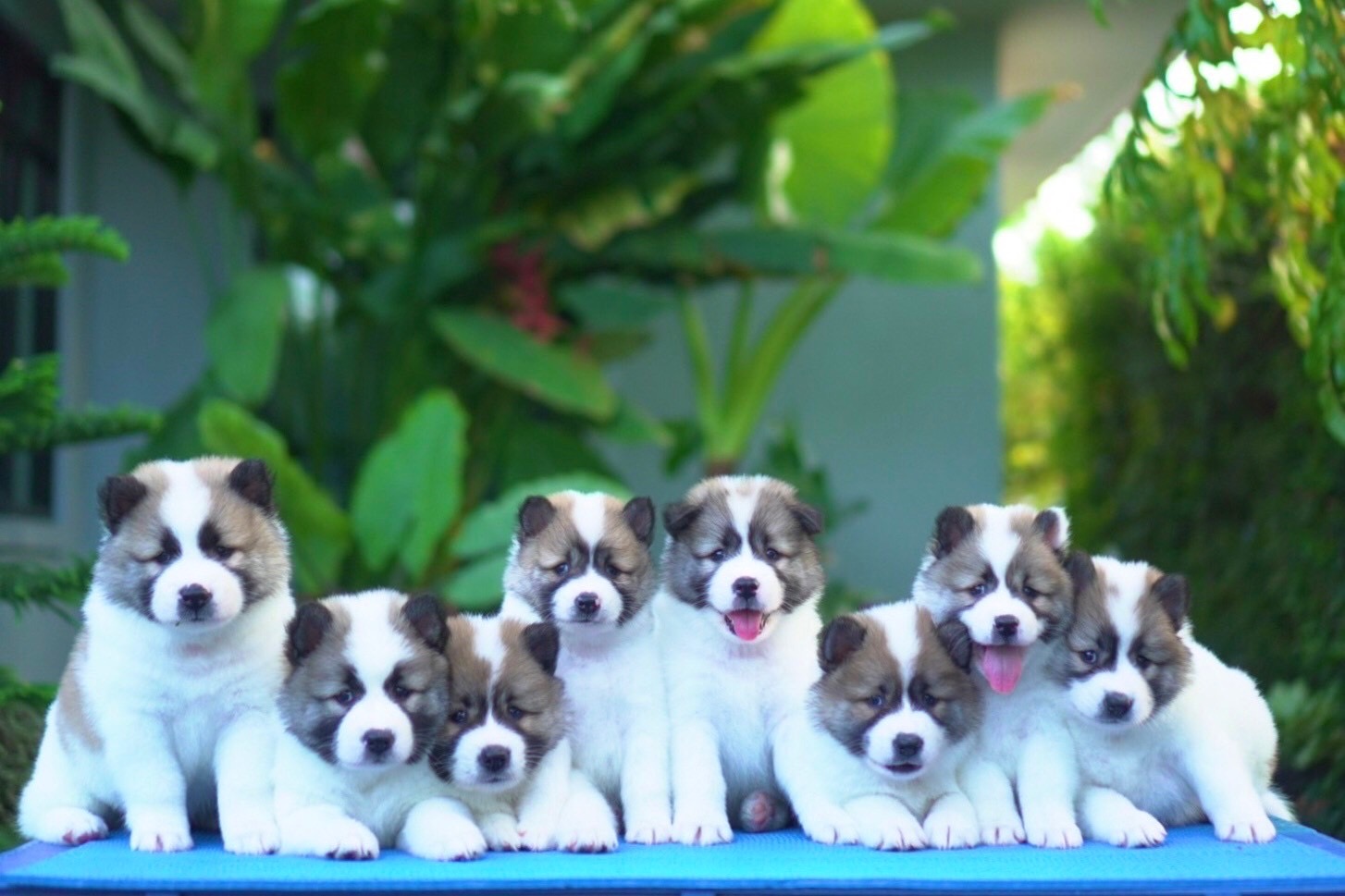 บางแก้วแท้