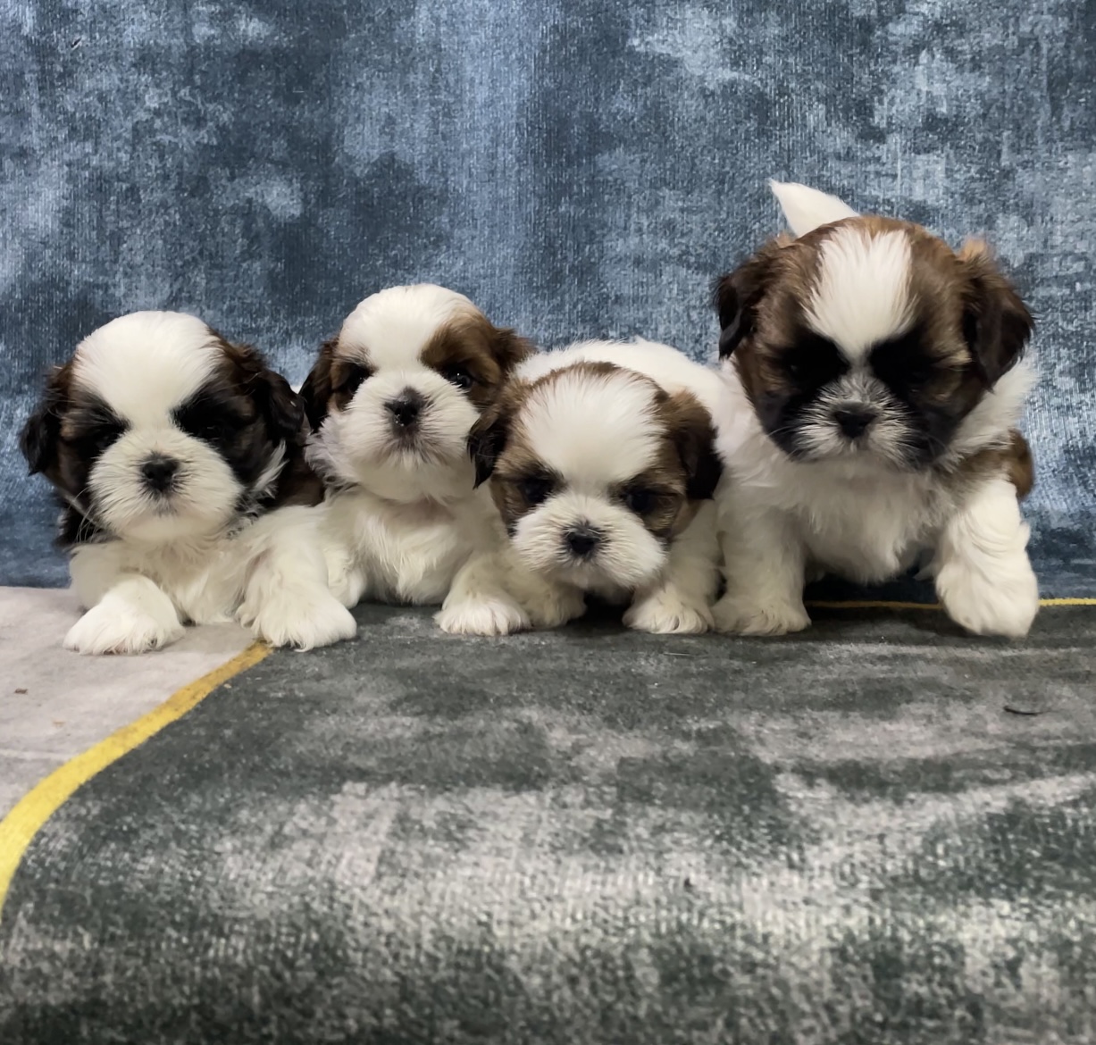 ชิสุห์แท้