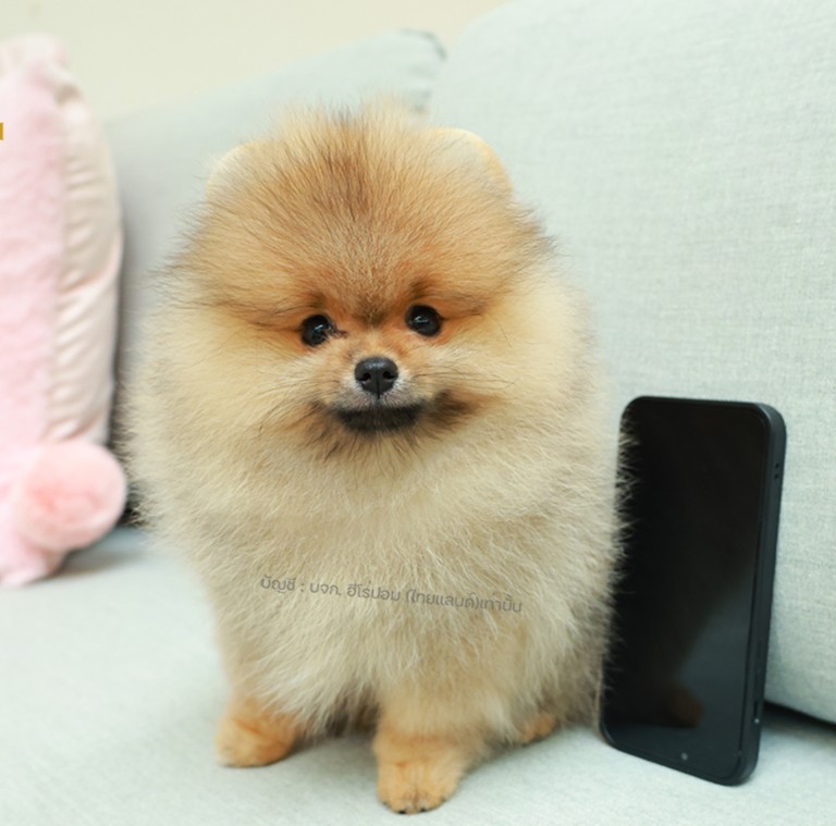 ปอมหน้าหมี ปอมแท้ ปอมเมอเรเนียน HRF-26515 เพศหญิง สีส้ม อายุ 2 เดือน ตัวเล็ก ขาส...