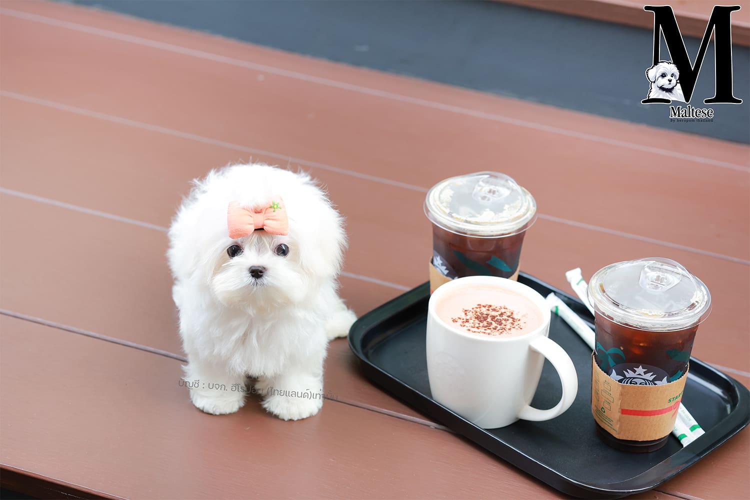 มอลทีส MTM-61665 เพศชาย สีขาว ตัวเล็กตัวน้อยมาก ๆ ขาสั้น ขนแน่นฟู หน้าตาทะเล้น น...