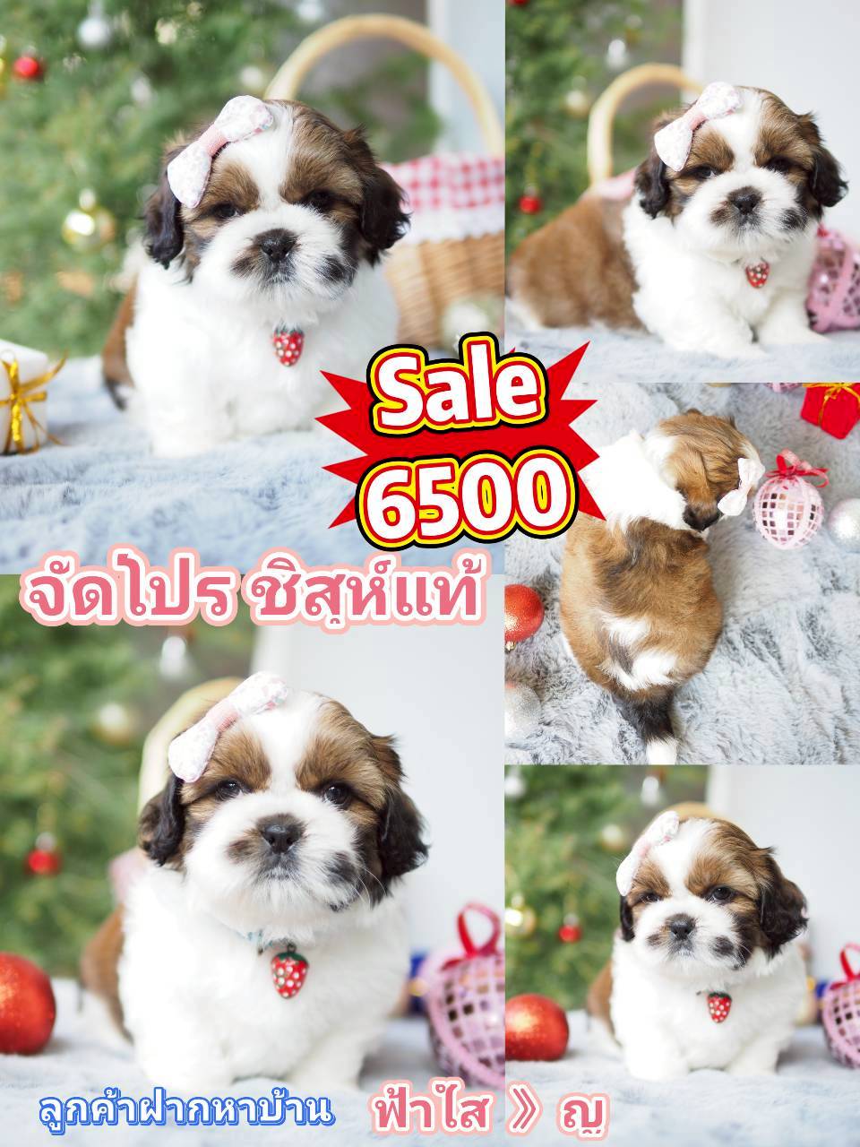 กิ๊ฟซ่า 6500