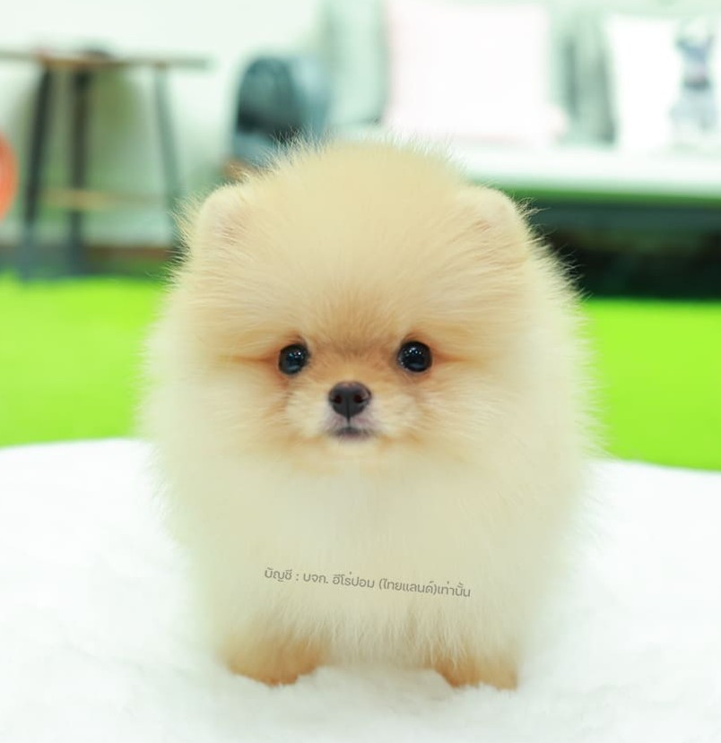 ปอมแท้ ปอมหน้าหมี HRF-10576 เพศหญิง สีส้มเวเบอ ตัวจิ๋วตัวเล็ก แก้มอ้วน น่าฟัดมาก...