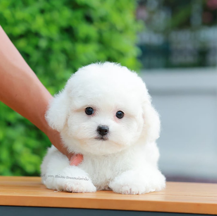 มินิบิชอง BCF-10480 เพศหญิง สีขาว น่ารักมาก ขนนุ่มขนแน่น หน้าแบ๊ว เห็นแล้วใจละลา...