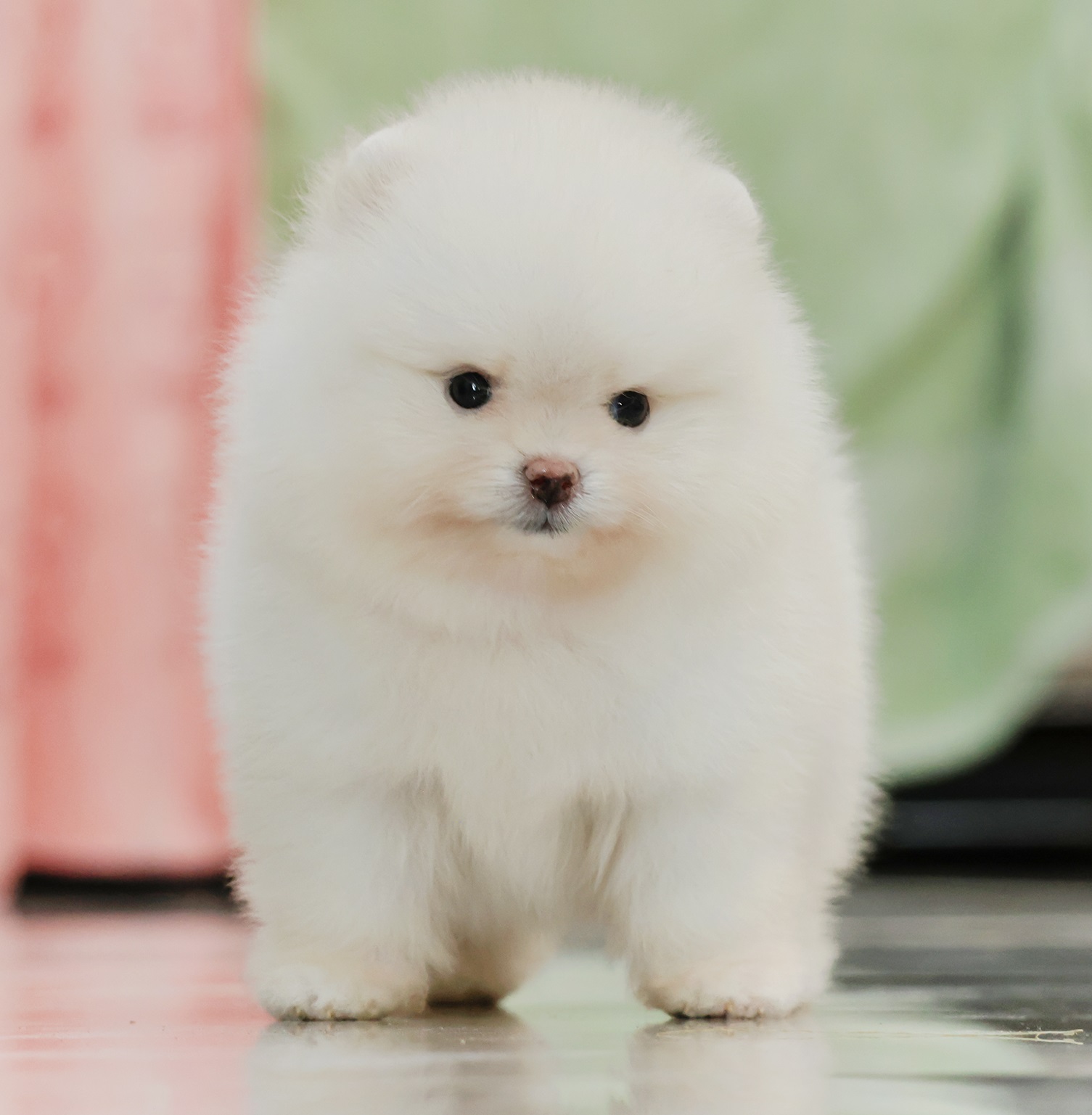 ปอมแท้ ปอมเมอเรเนียน HRM-68355 เพศชาย สีครีม อายุ 2 เดือน หน้าตาน่ารัก ขาสั้น ขน...