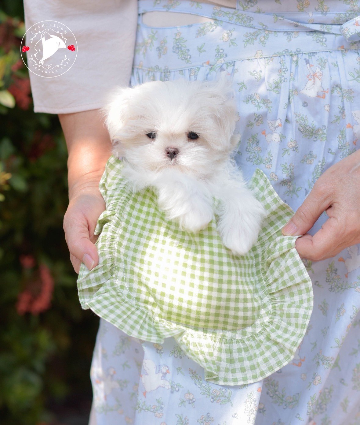 FYsmilepom น้องมอลทีส เพศเมีย หน้าตาน่ารัก พร้อมย้ายบ้านค่ะ ,00