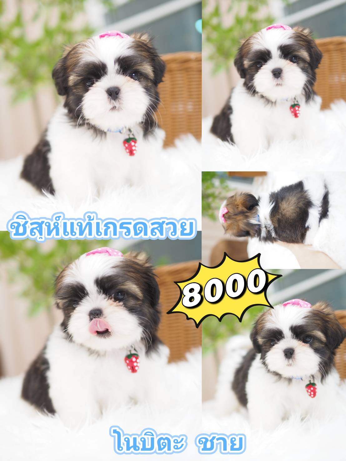 ชิสุห์แท้ ที่แปลว่า แท้ คะ