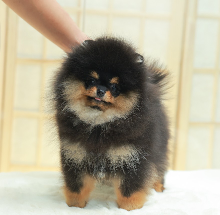 ปอมแท้ ปอมหน้าหมี HRF-68109 เพศหญิง สีแบล็คแทน เจ้าหนูน่ารัก ตัวสั้นขนแน่นมาก หน...