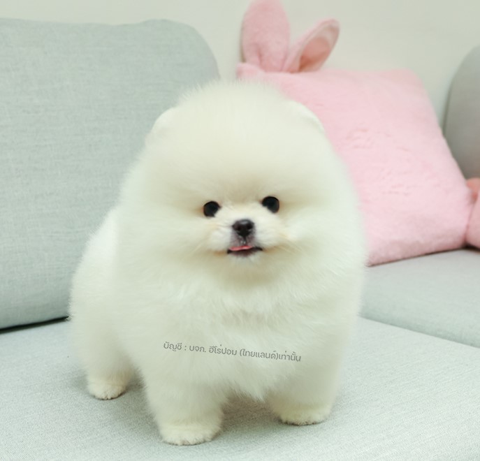 ปอมแท้ ปอมหน้าหมี HRM-26517 เพศชาย สีขาว อายุ 2 เดือน เจ้าหนูหมีขาวน่ารักมาก ๆ ต...