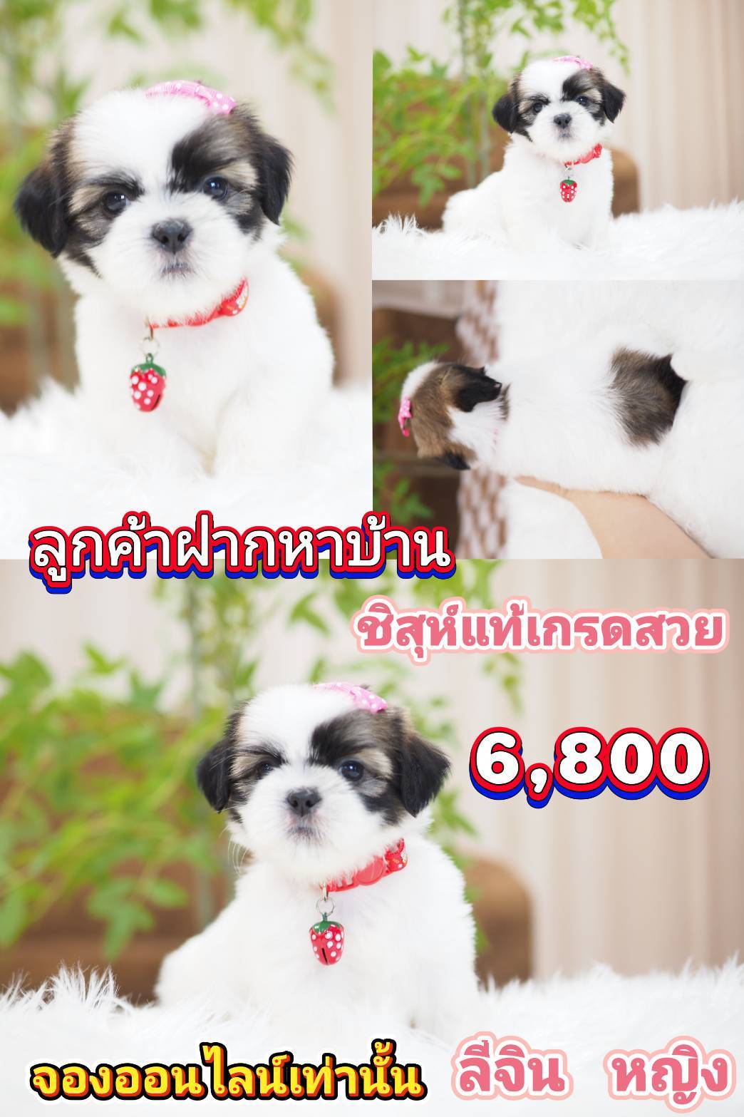 ชิสุ 6800