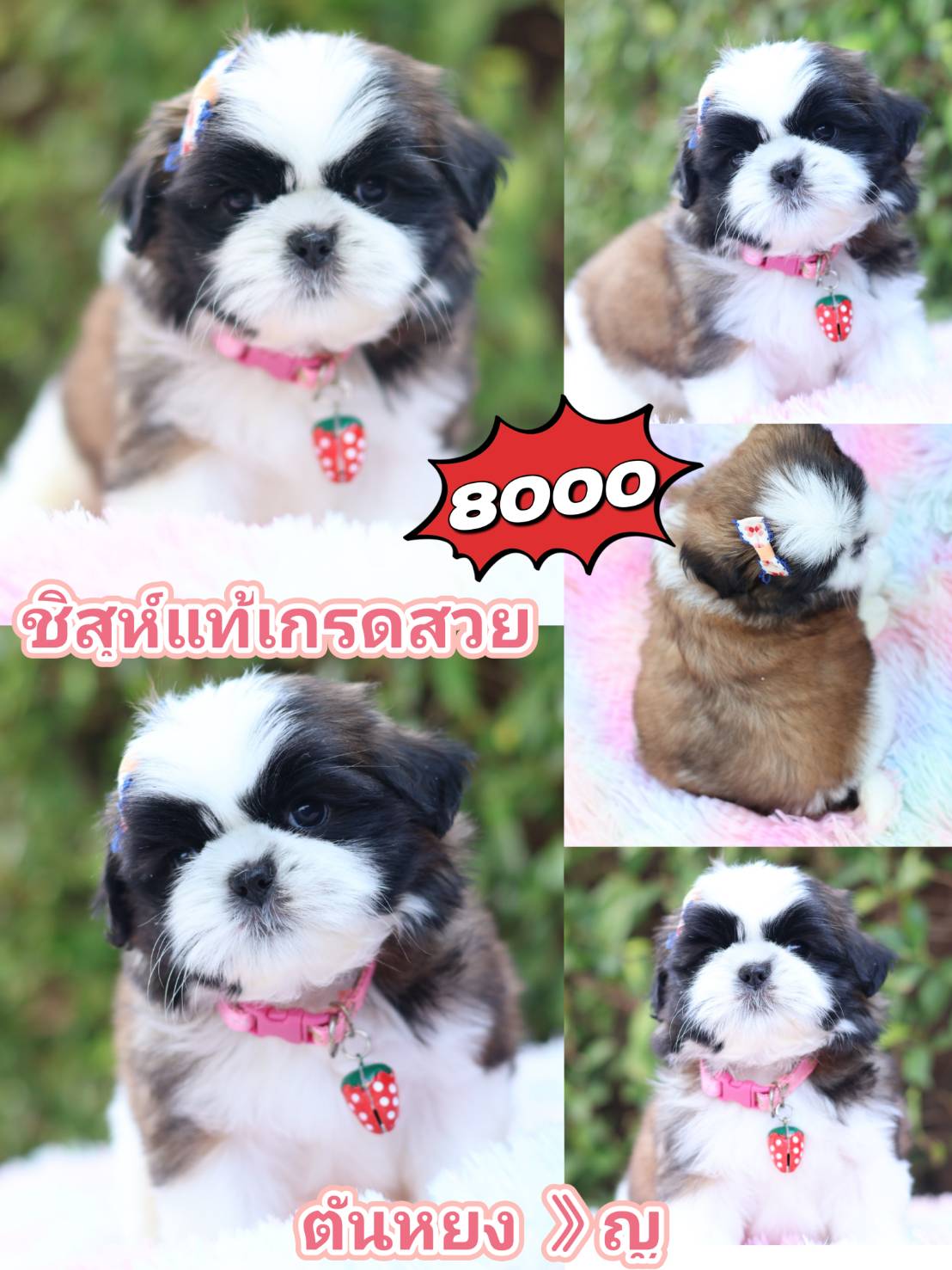 Shihtzu kibzaa