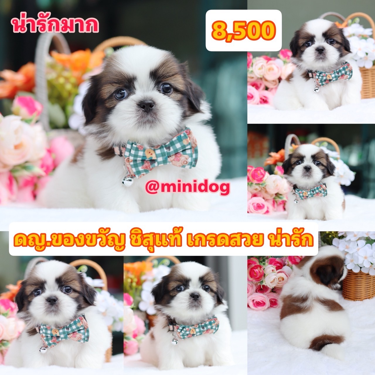 ชิสุแท้เกรดสวย