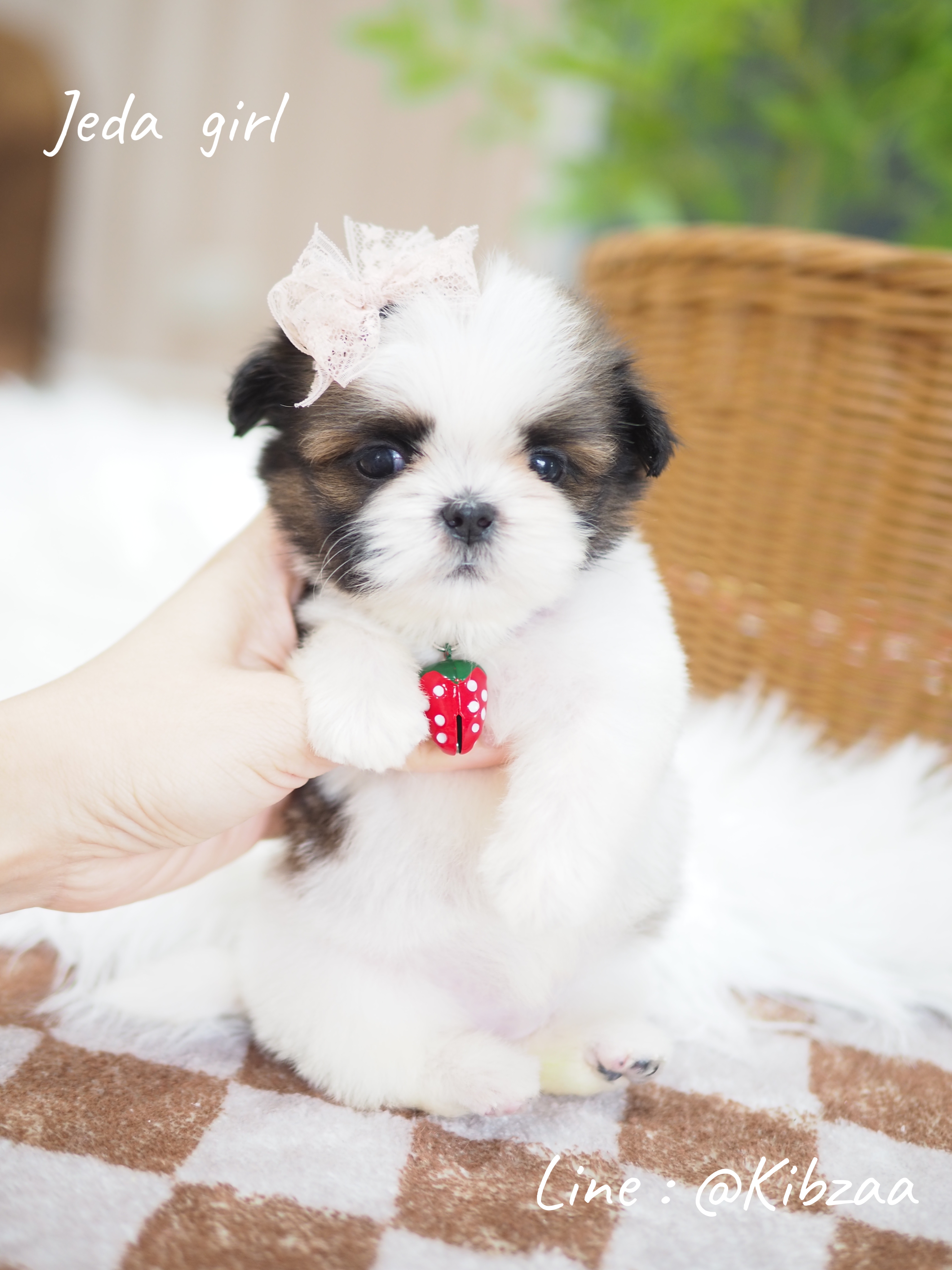 Shihtzu