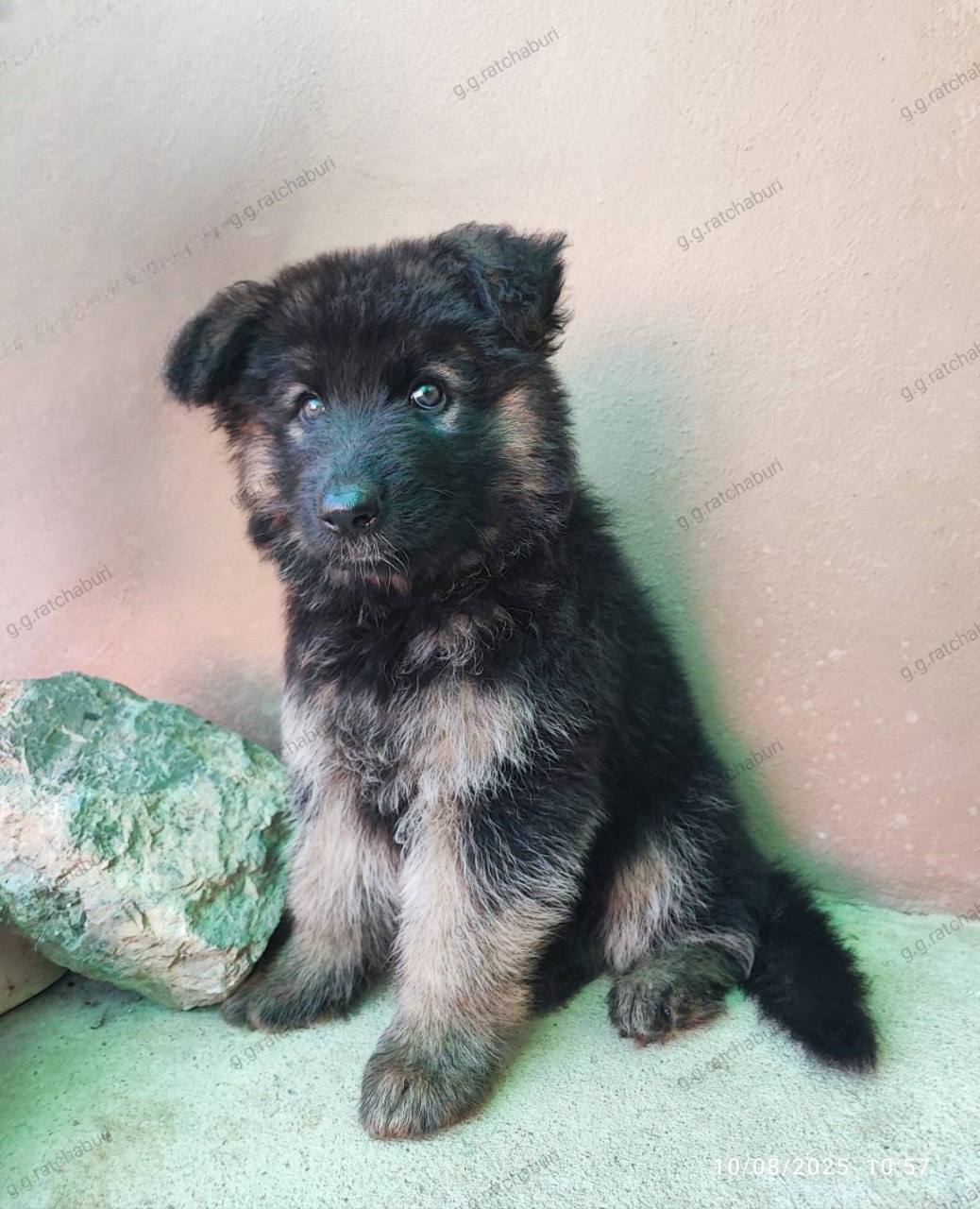 ลูกสุนัขเยอรมันเชพเพอดขนยาว