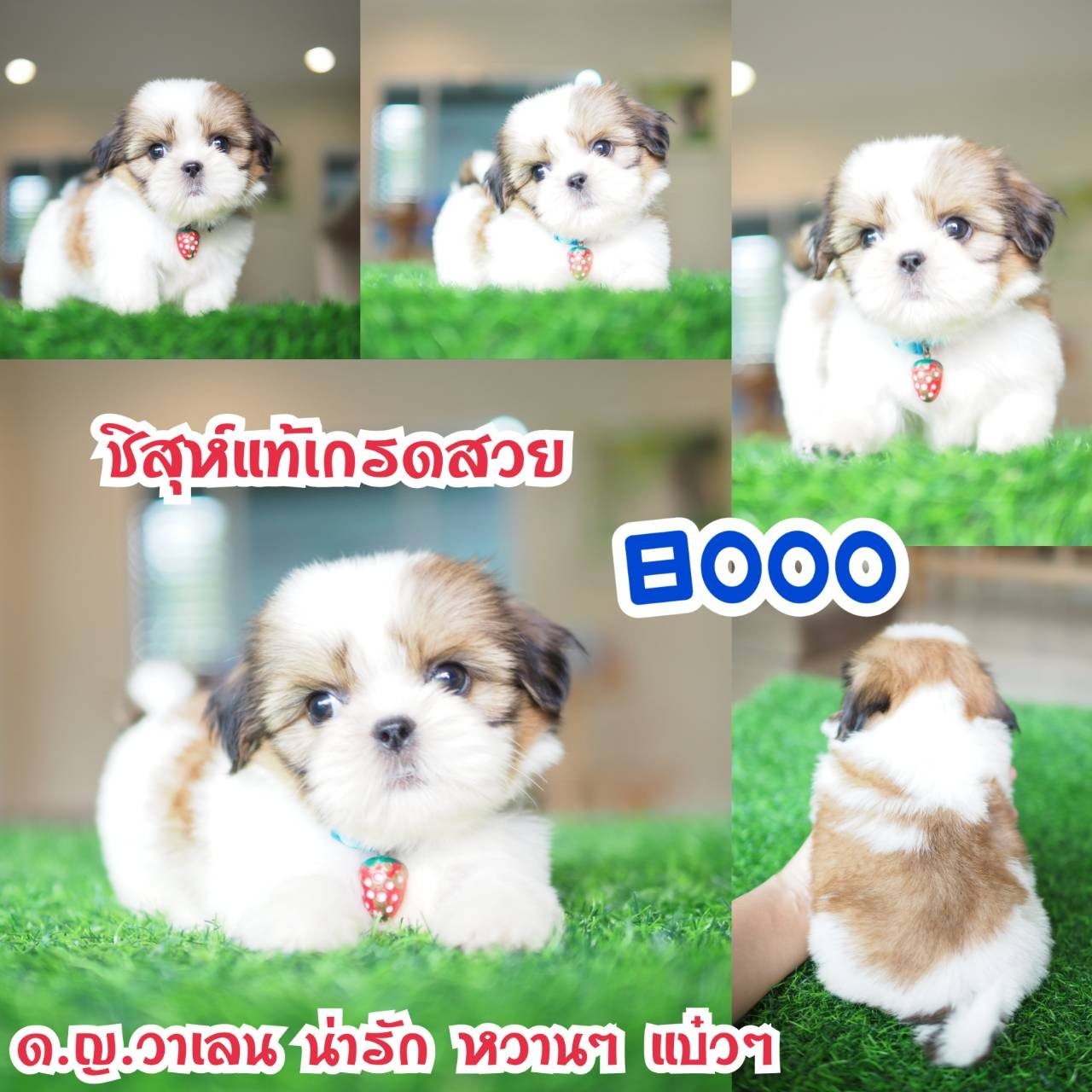 ชิสุห์