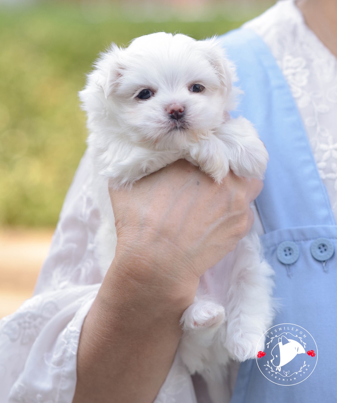 FYsmilepom น้องมอลทีส เพศผู้ หน้าตาน่ารักพร้อมย้ายบ้านค่า 0830777178 ,04